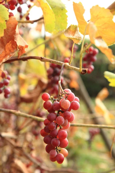 秋天的红葡萄 — 图库照片