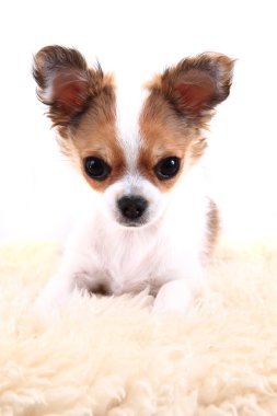 Chihuahua dinleniyor 