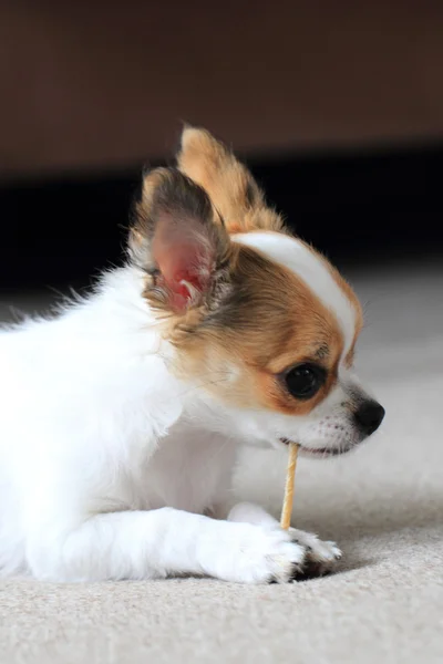 Chihuahua is resting — Stock Photo, Image