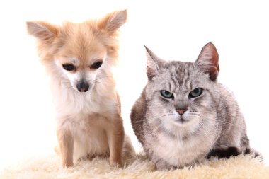 kedi ve chihuahua dinlenme