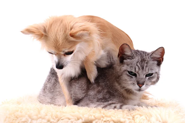 Kedi ve chihuahua dinlenme — Stok fotoğraf