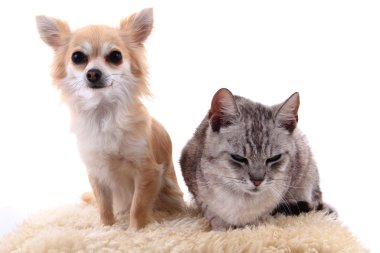 kedi ve chihuahua dinlenme