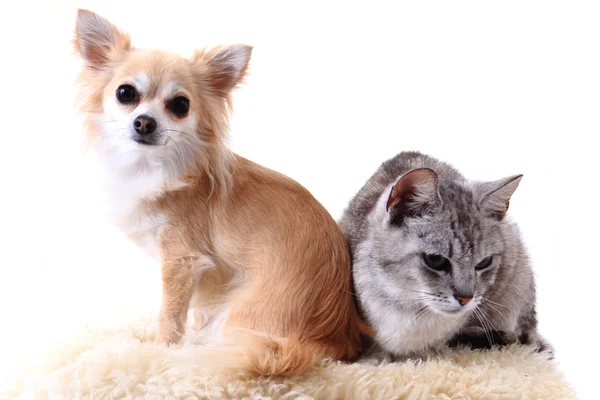 Kedi ve chihuahua dinlenme — Stok fotoğraf