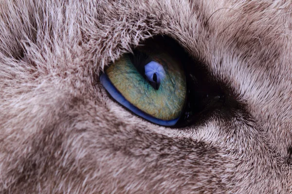 Detail of green cat eye — Stock Photo, Image