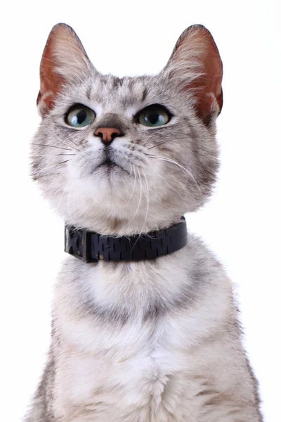 회색 고양이 절연 — 스톡 사진