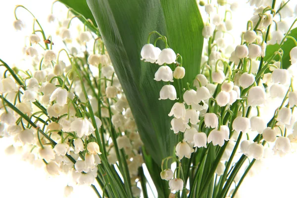 Giglio di valle — Foto Stock