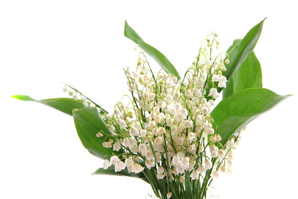 lily of valley