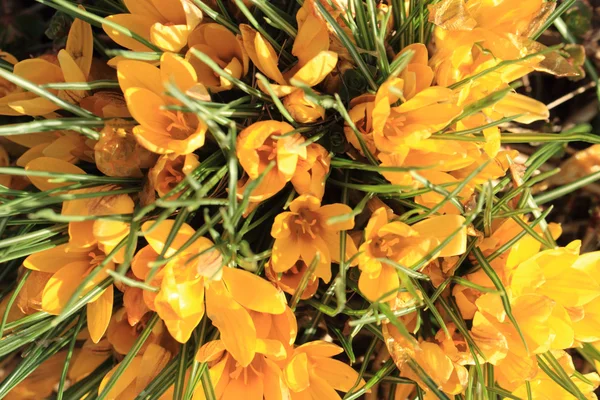 Sarı tarla çiçekleri — Stok fotoğraf