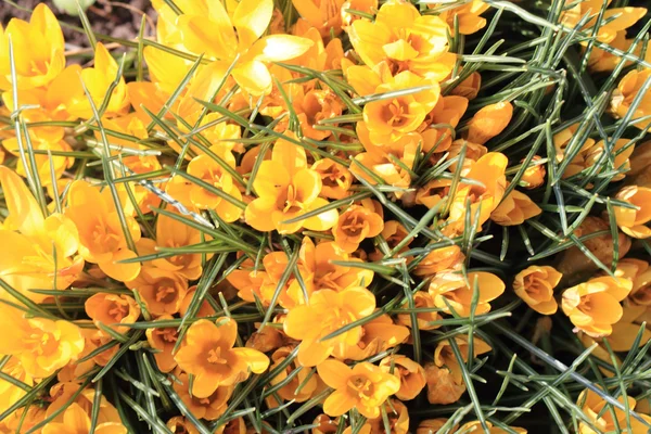 Flores de azafrán amarillo — Foto de Stock