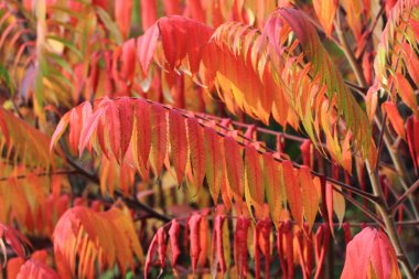 sonbahar yaprakları arka plan