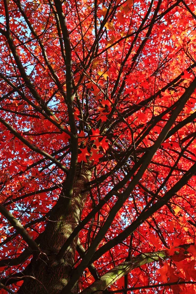 Autumn leaves background — Stock Photo, Image