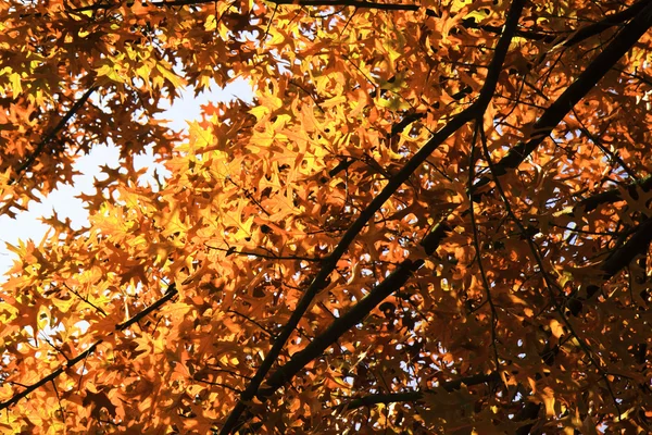 Herfst bladeren achtergrond — Stockfoto