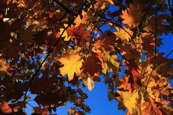 Hojas de otoño fondo —  Fotos de Stock