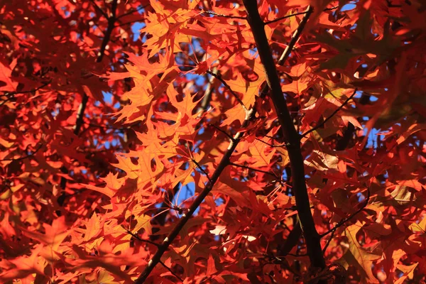 Hojas de otoño fondo —  Fotos de Stock