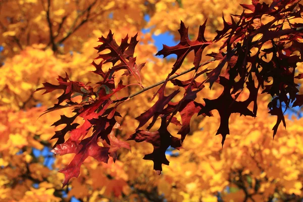 Hojas de otoño fondo —  Fotos de Stock