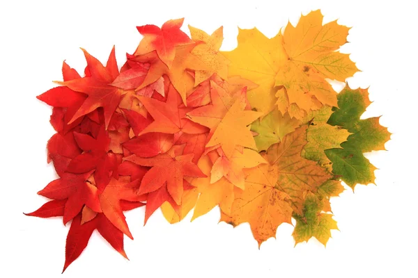 Autumn leaves isolated on white background — Stock Photo, Image