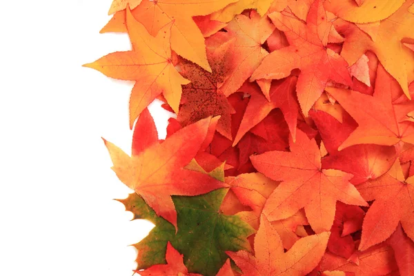 Осенние листья изолированы на белом фоне — стоковое фото