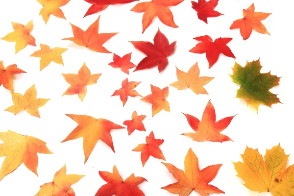 Autumn leaves isolated on white background — Stock Photo, Image