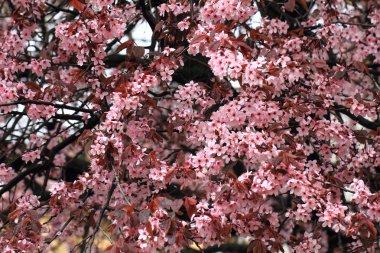 kiraz çiçekleri arka plan