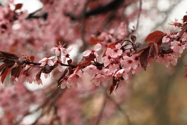 Cerises fleurs fond — Photo