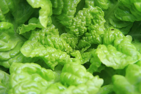 Green lettuce background — Stock Photo, Image