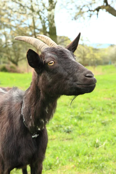 Capra nera nell'erba — Foto Stock