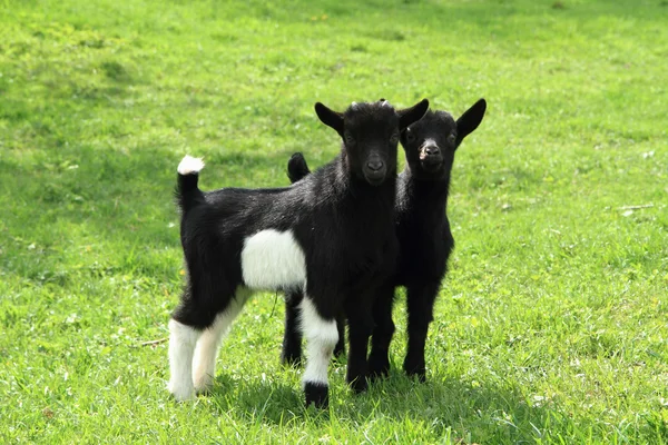 Les bébés chèvres noires dans l'herbe — Photo