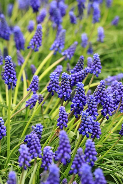 Giacinto di uva blu — Foto Stock