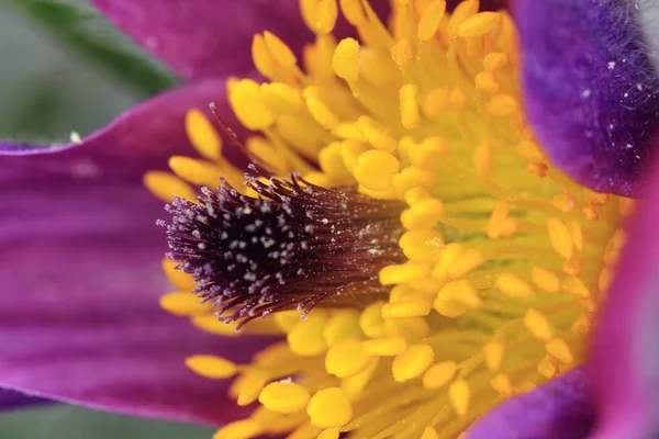Pasqueflower como flor agradable — Foto de Stock