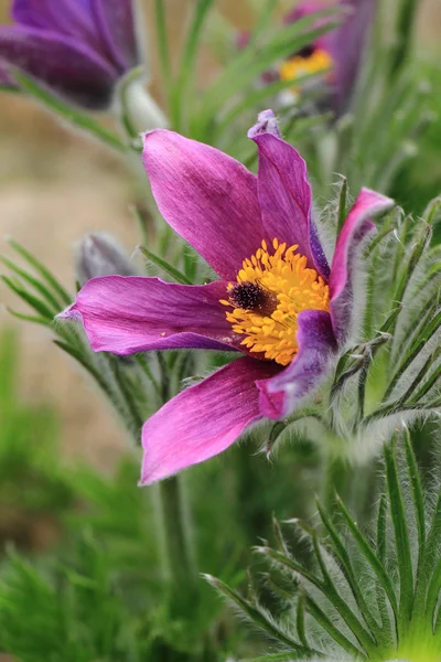 Backsippa som fin blomma — Stockfoto