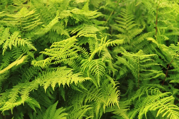 Green fern leaves texture — Stock Photo, Image