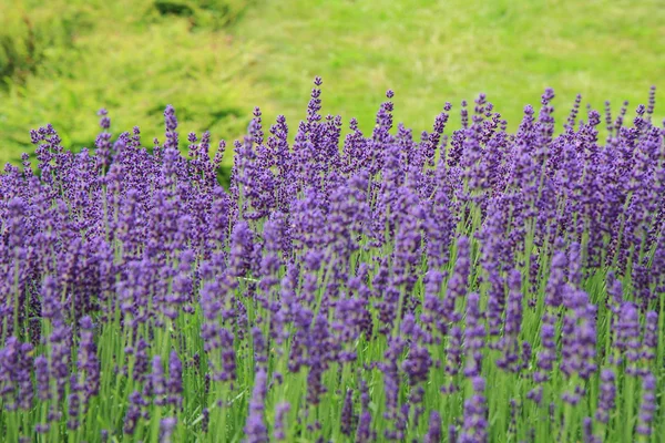 Violet lavender field — Stock Photo, Image