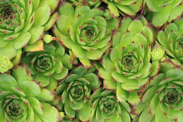 Houseleek plant texture — Stock Photo, Image