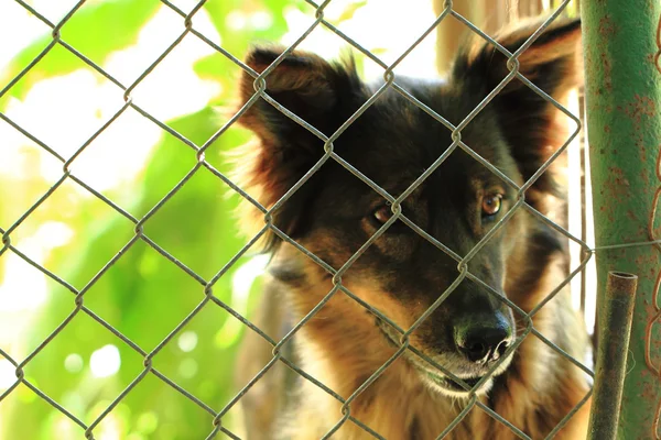 Cão na gaiola — Fotografia de Stock