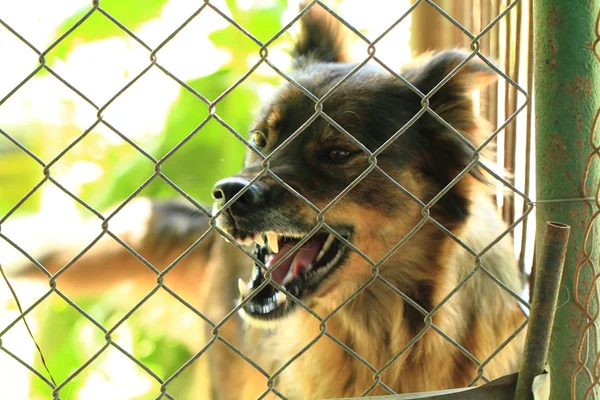 Perro en la jaula — Foto de Stock