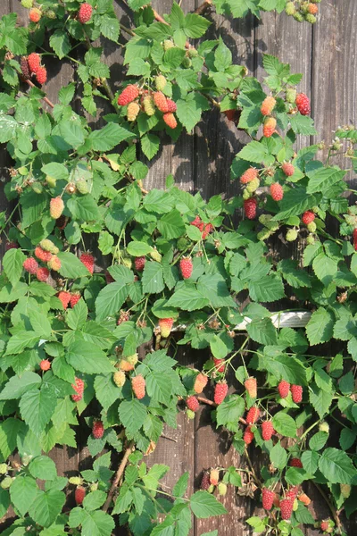 raspberries plant background