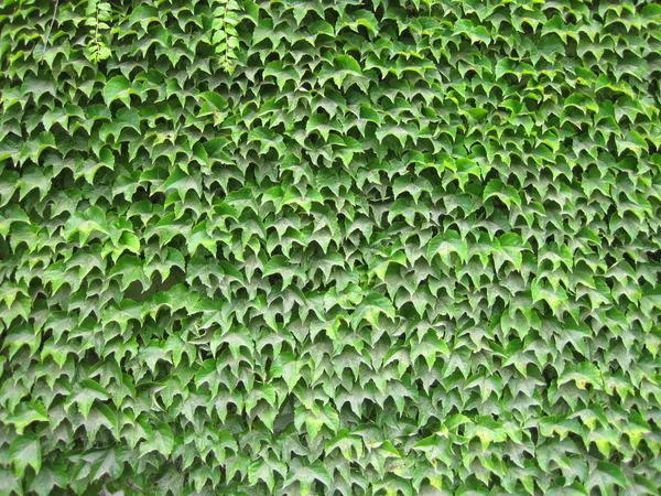Zöld levelek fal — Stock Fotó
