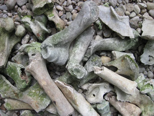 Textura de huesos viejos — Foto de Stock