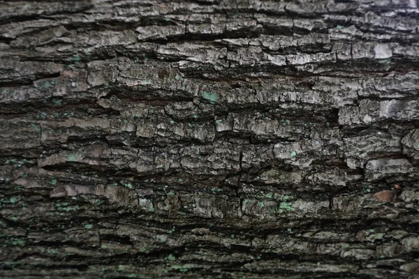 Casca escura textura da árvore — Fotografia de Stock
