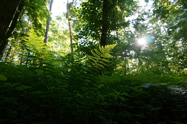 緑の暗い森 — ストック写真
