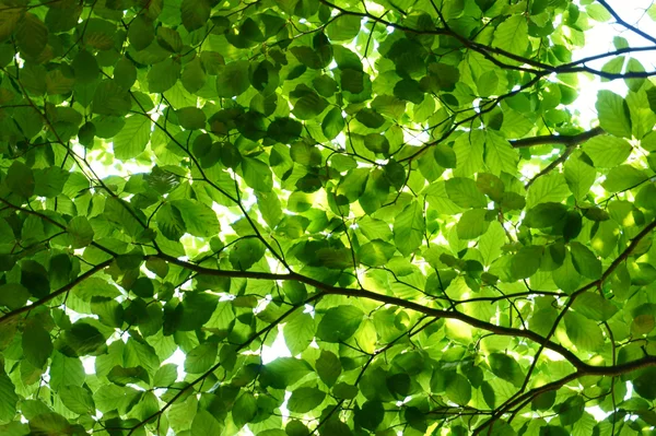 Folhas de faia verde árvore — Fotografia de Stock