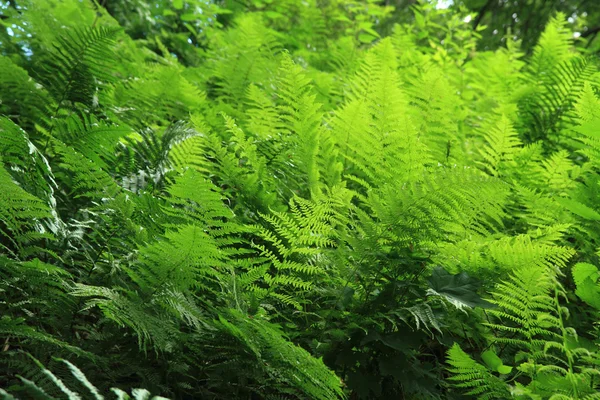 緑のシダの葉のテクスチャ — ストック写真