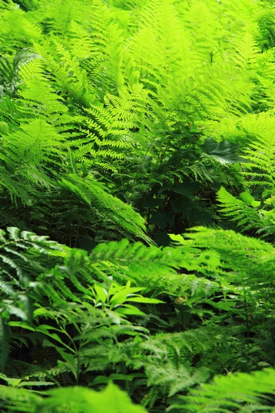 Hojas de helecho verde textura — Foto de Stock