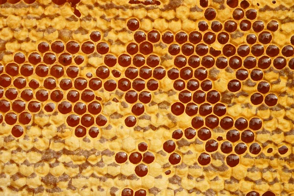 Honeycomb textur med honung — Stockfoto