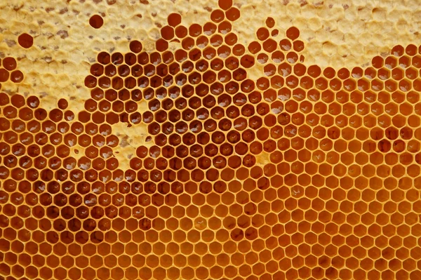 Honeycomb textur med honung — Stockfoto