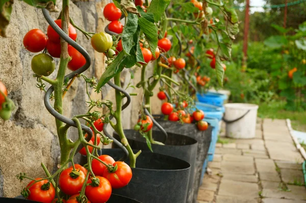 番茄植物与生产 — 图库照片