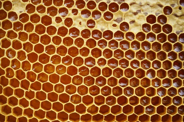 Honeycomb textur med honung — Stockfoto