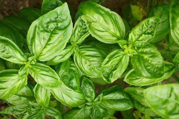 Hojas de albahaca verde dulce textura — Foto de Stock