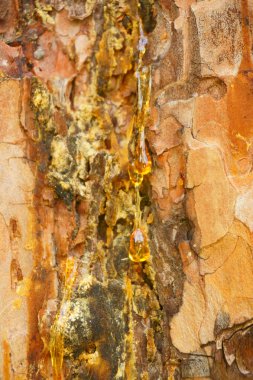 kabuk sahada damlaları