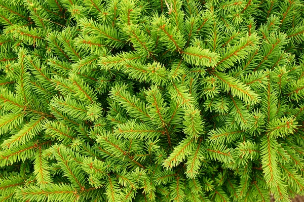 Coniferous green texture — Stock Photo, Image